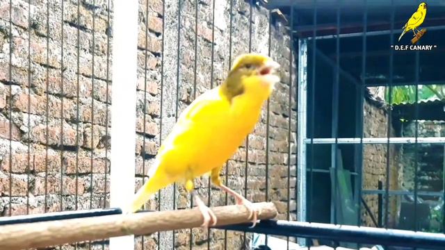 The Best Canary Singing For Training !! Long Duration