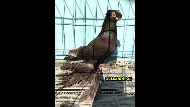 ДВУХЧУБЫЕ ЧЕРНЫЕ ГОЛУБИ (ЖУКИ) ► ГОЛУБИ ТАРАЗА ► ГОЛУБИ КАЗАХСТАНА ► Pigeons ► doves ► dove смотреть онлайн