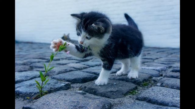 Happy upbeat relaxing music and a cat with a flower popping noises snapping fingers смотреть онлайн