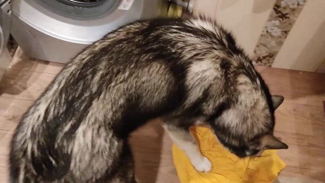 Большая стирка! Хаски запускает стирку. смотреть онлайн