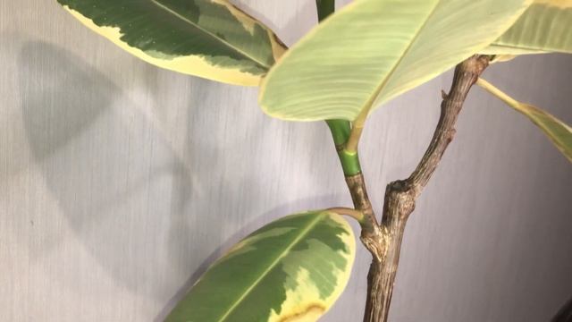 Фикус. Как заставить фикус ветвиться. Прививка и пробуждение почек фикуса. смотреть онлайн