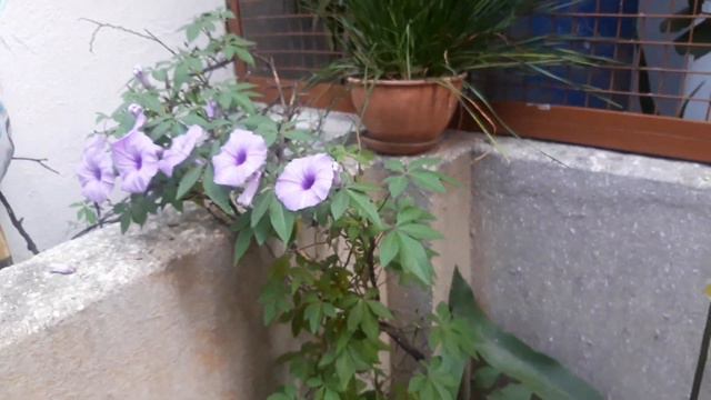 Most beautiful winter flowering vine - Ipomea Cairica or The Morning Glory #keralaherbalcare #Ipome смотреть онлайн