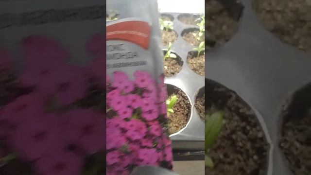 Флокс Друммонда Красотка в малиновом / Дружные всходы смотреть онлайн