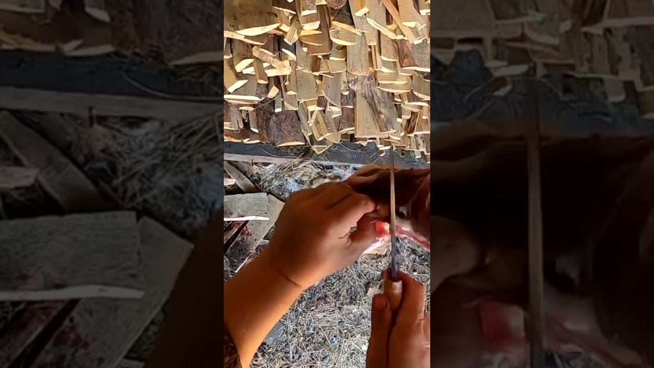 Где находятся железы у сурка (лимфоузлы) #охотанасурка #охотаназайца #охотанагуся смотреть онлайн