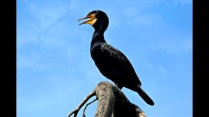 Голос птицы: баклан