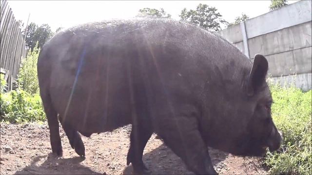 разведение вьетнамских вислобрюхих поросят( содержание стоимость) Подворье ТV смотреть онлайн