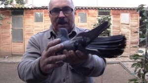 Как я не правильно спарил голубей и получил не качественных голубят...