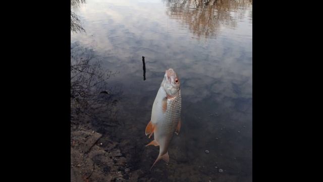 Фото отчет по рыбалке на река Клязьма в Щелково от 12 декабря 2015 зимняя рыбалка на летнюю снасть смотреть онлайн
