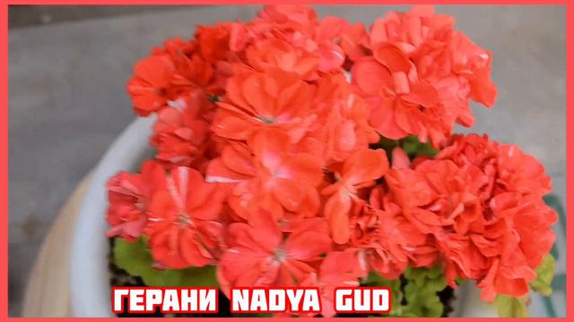 Моя Цветущая Герань в Декабре смотреть онлайн