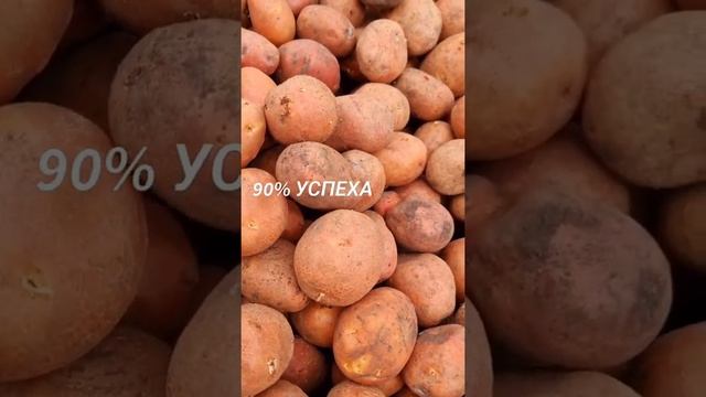 Картофель для бизнеса. Сорта различного назначения. смотреть онлайн