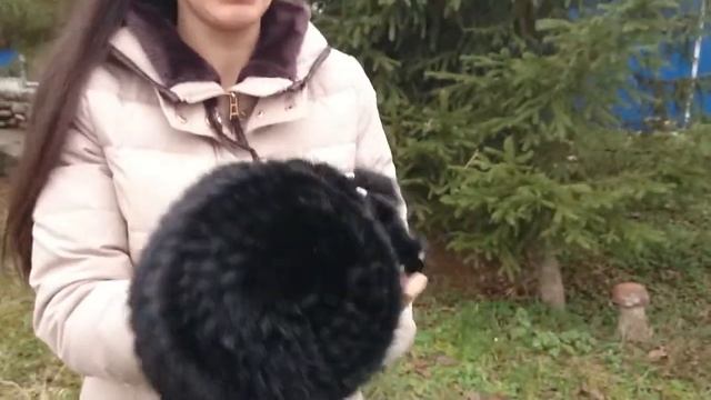 Шапка, Амфитрита Черная