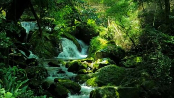 Twitter forest force of babbling bird of the river