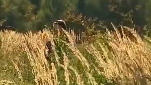 Ты не пой соловей. Максим Трошин