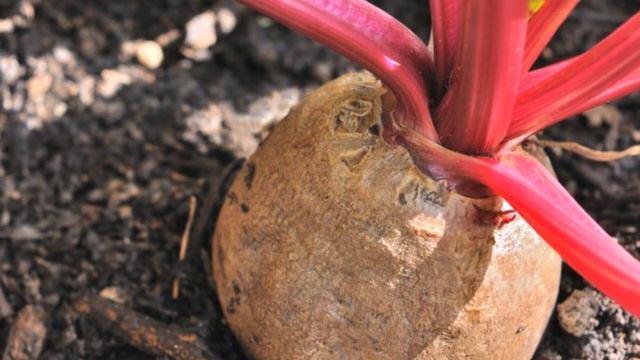 Как добиться небывалого урожая свеклы? смотреть онлайн