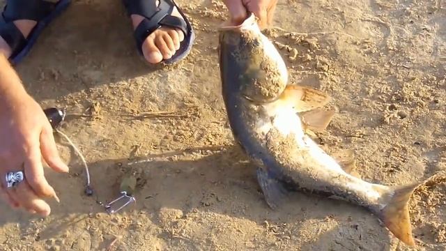 Вот это клев!!!!! Толстолобик сходит с ума... смотреть онлайн