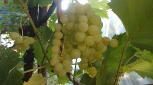 Виноград кишмиш Коктейль