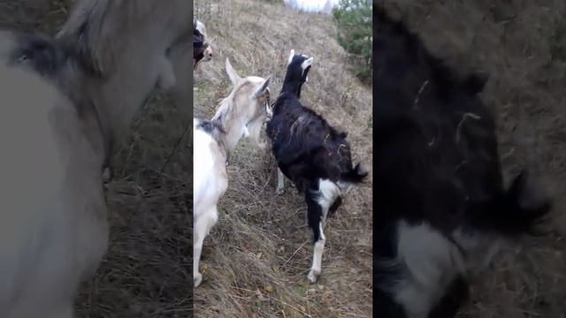 Как я учу своего козла быть послушным... смотреть онлайн