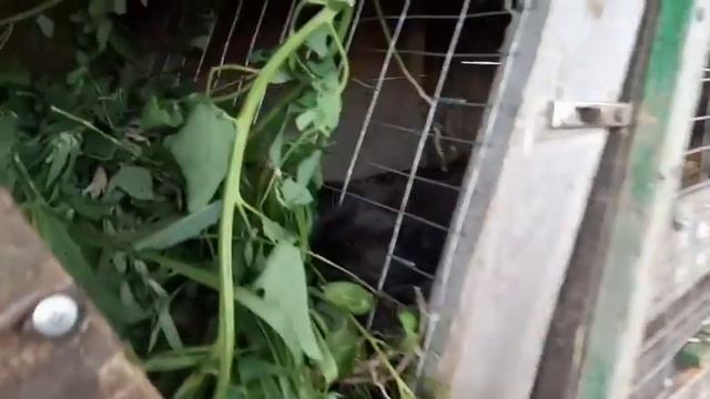 2 месяца кроликам. НОВОСТИ! смотреть онлайн