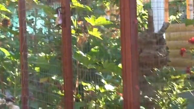 07.07.16. Видео-дневн. Крым. Трактора и павлины. аг.. смотреть онлайн