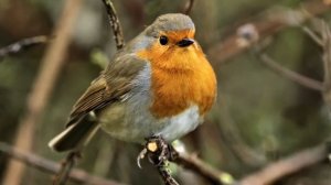 Зарянка *** Пение зарянки *** Пение птиц