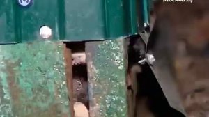 Уничтожение крыс из пневматической винтовки.