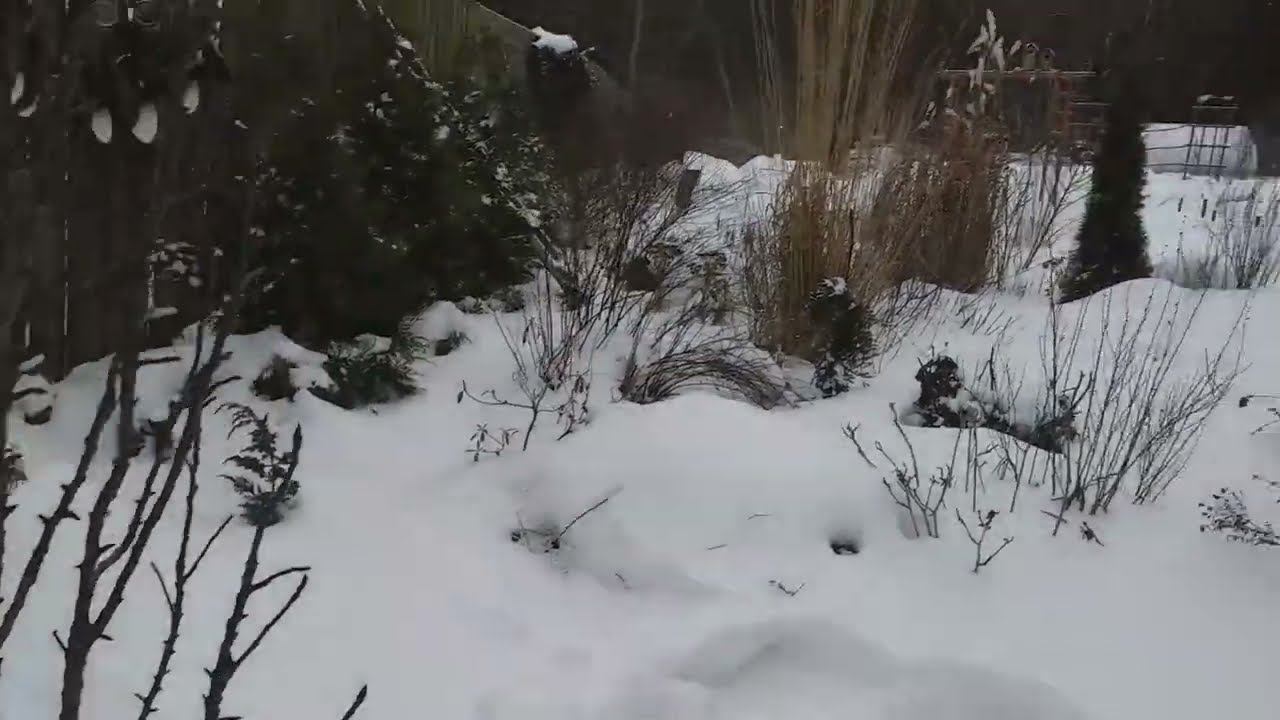 "Утеплила" сад. Розы, гортензии, катальпа смотреть онлайн