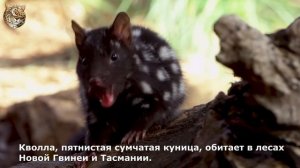 Детям о животных: Куница