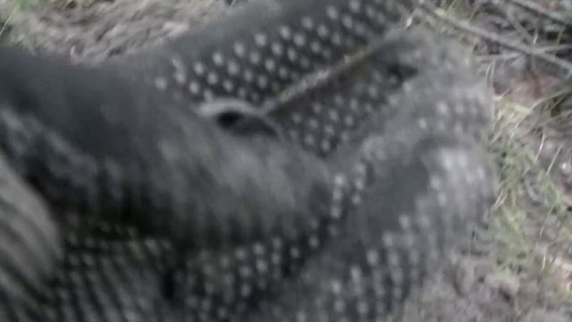 Приехала в лес, а там такое... Поиск в лесу с металлоискателем смотреть онлайн