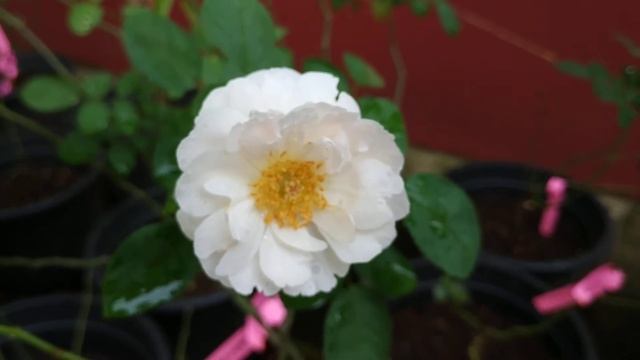 Winchester Cathedral (David Austin Rose) смотреть онлайн