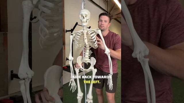 Why You And EVERYONE Has Scoliosis #posture #posturecorrection #postureimprovement #backpain смотреть онлайн