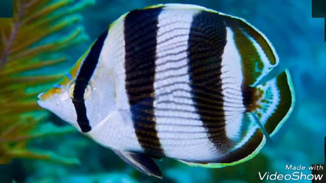 Ангелы, Хирурги,Бабочки. Морские рыбки. смотреть онлайн