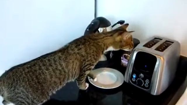Опасности для котов на кухне! Смотри видео! смотреть онлайн