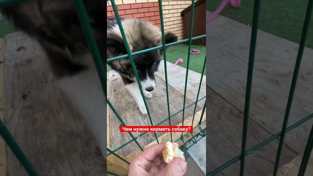 Чем нужно кормить собаку Лайка/Хаски? ЛАЙФХАК #dog #love #pets #любовь #собака #funny #cake #like смотреть онлайн