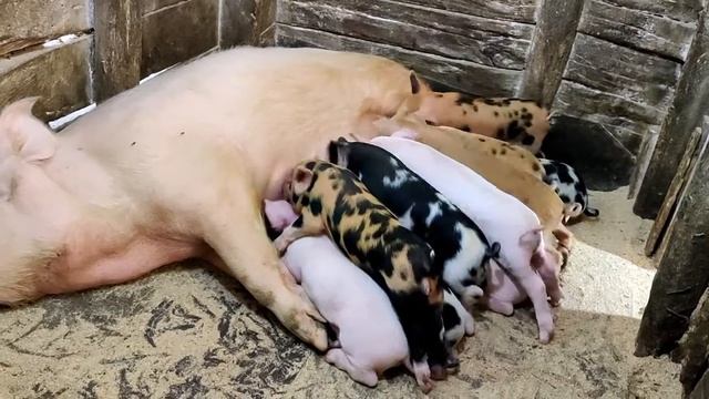 Поросята Крупная белая + Дюрок смотреть онлайн