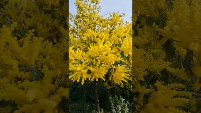 Acacia Dealbata Tree смотреть онлайн