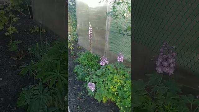 #дача #омск #гортензия#литл лайм#shorts # смотреть онлайн