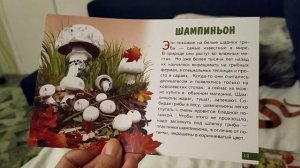 Детям про грибы.