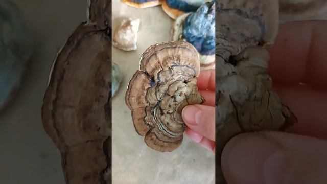 Reishi. Трутовик плоский березовый. Русский Рейши. смотреть онлайн