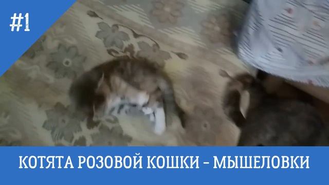Котята розовой кошки мышеловки смотреть онлайн