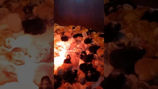 вывод цветного бройлера.Мастер грей, гриз бар, ред бро, голошейка? смотреть онлайн