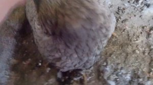 Как отучить курицу сидеть на яйцах часты 1 🐔🐔🐔