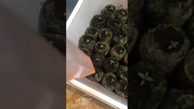 Эустома полив смотреть онлайн