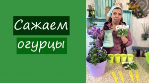 Сажаем огурцы