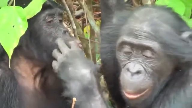 В мире лохматых обезьян (озвучка) смотреть онлайн