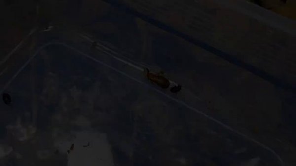 Summer hunting!! Catch praying mantises, scorpions, jewel beetles, millipedes, cockroaches