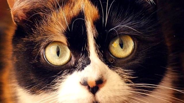 МУЗЫКА ОТ SLIVKI SHOW 2020