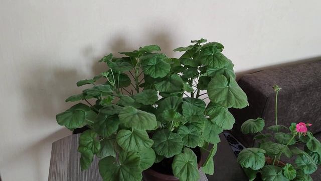 Чем весной подкормить пеларгонии: Не все одинаково. смотреть онлайн