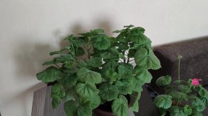 Чем весной подкормить пеларгонии: Не все одинаково.