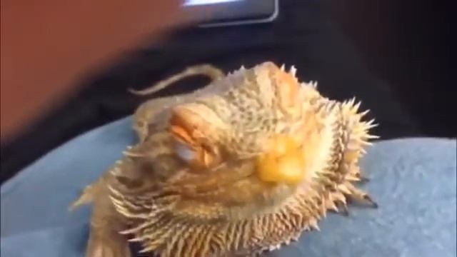 Бородатый Дракон смачно кушает детское питание Прикол смотреть онлайн