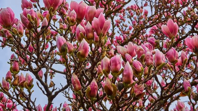 Koós János Ez az én tavaszom смотреть онлайн